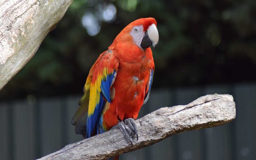 Lära sig mer om papegojor