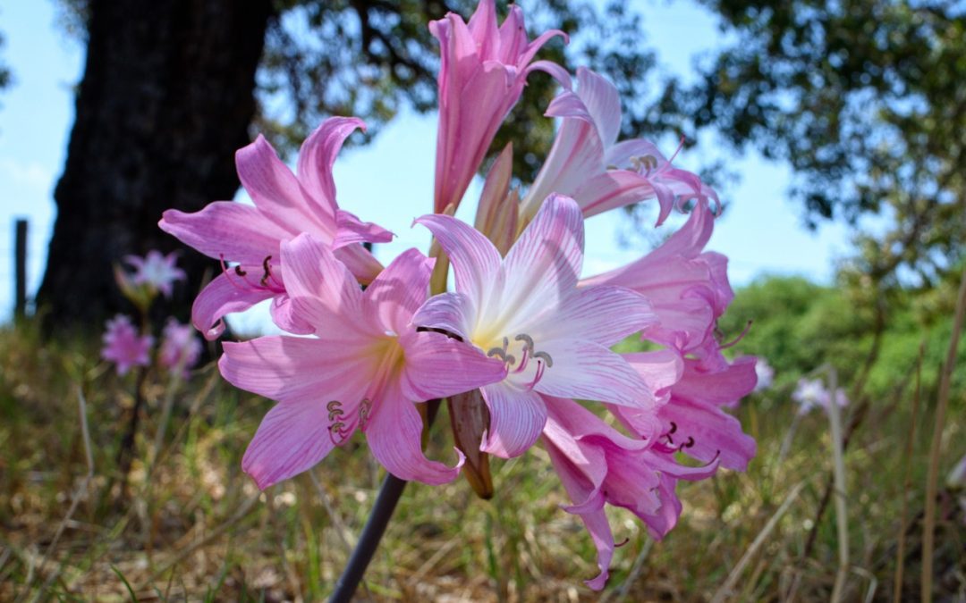 Morsdag konsert med kören Bella Donna