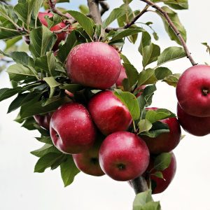 Äppeltider i botaniska trädgården Äppeldagar