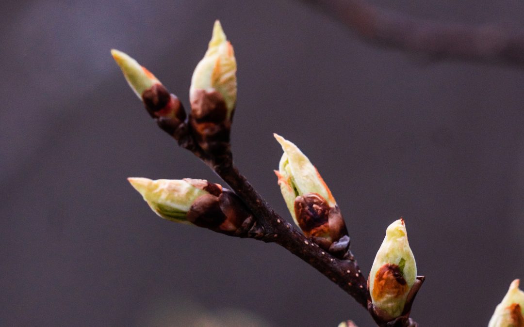 Samer i Uppland – en gammal historia