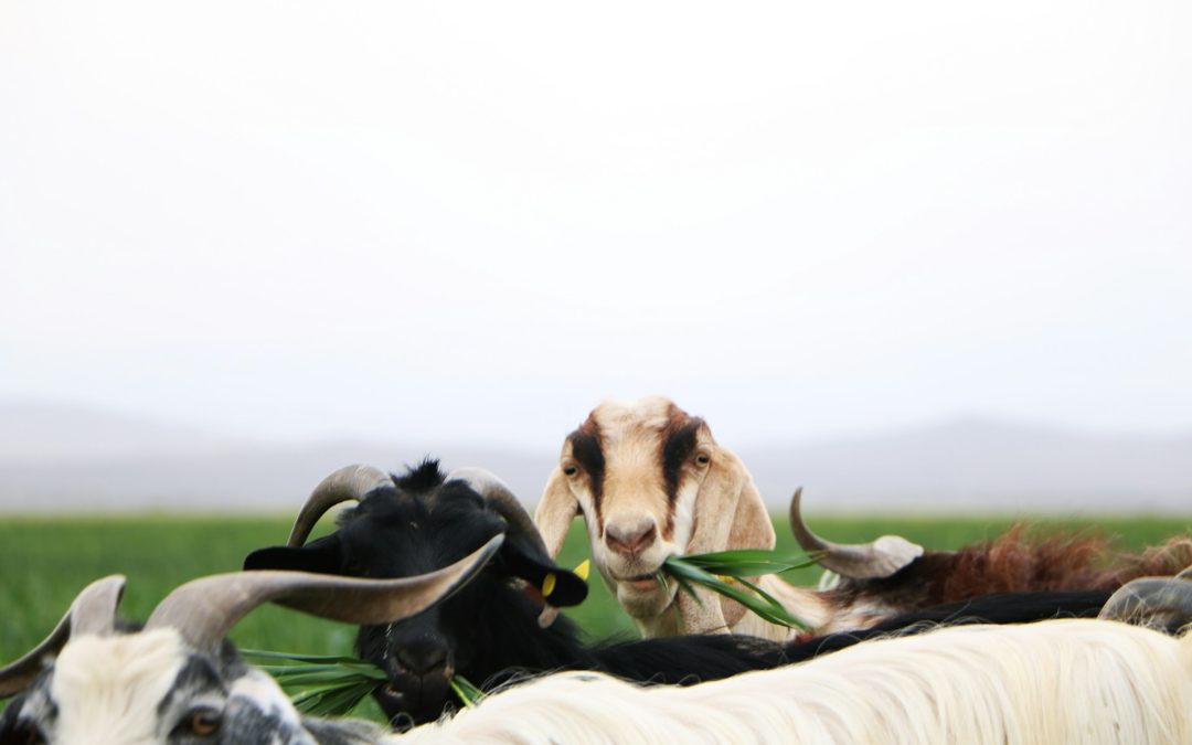 Petter och hans fyra getter – Teater Tummeliten