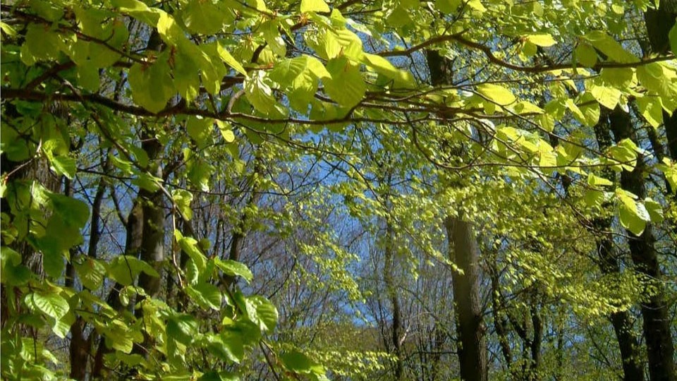 Vårvandring vid Bodaån