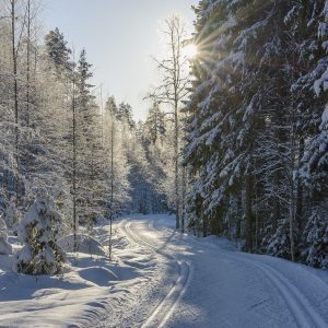 Skog under snötäcke, redo att skidas över.
