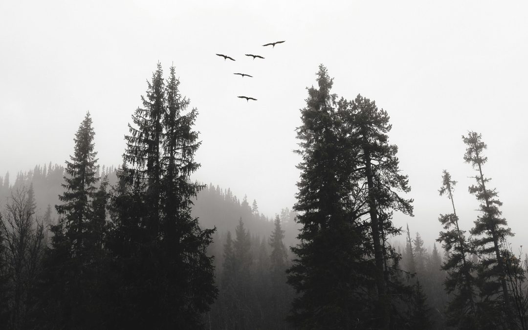 Solokonsert med Finnskogarna-tema