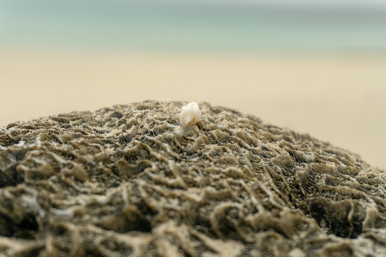 Work in progress-seminarium