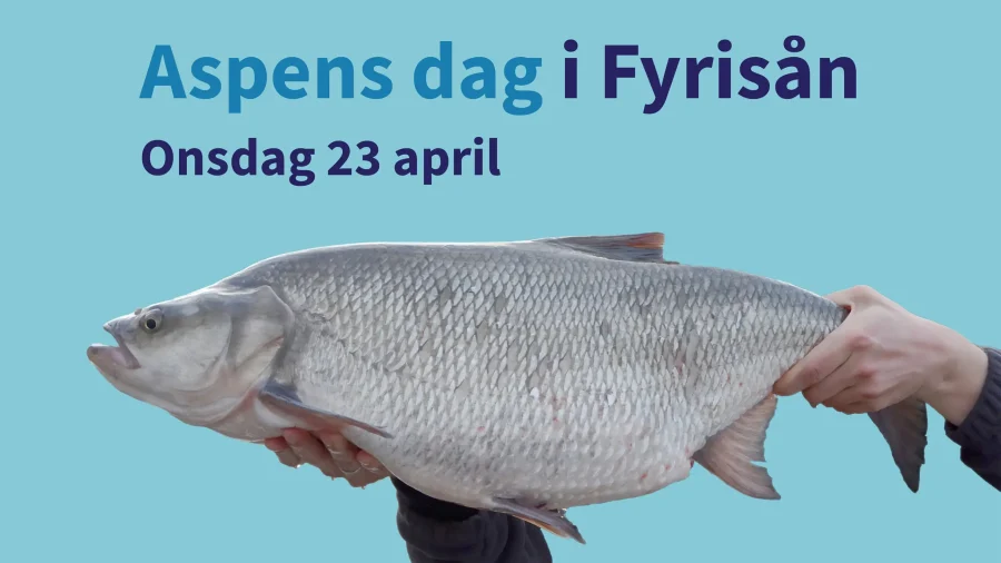 Aspens dag i Fyrisån Onsdag 23 april
