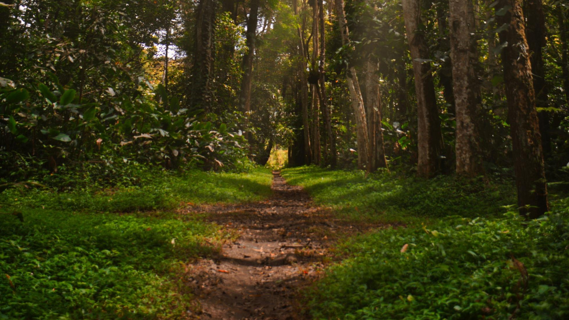 genrebild skogsstig Skogskris och resurskris