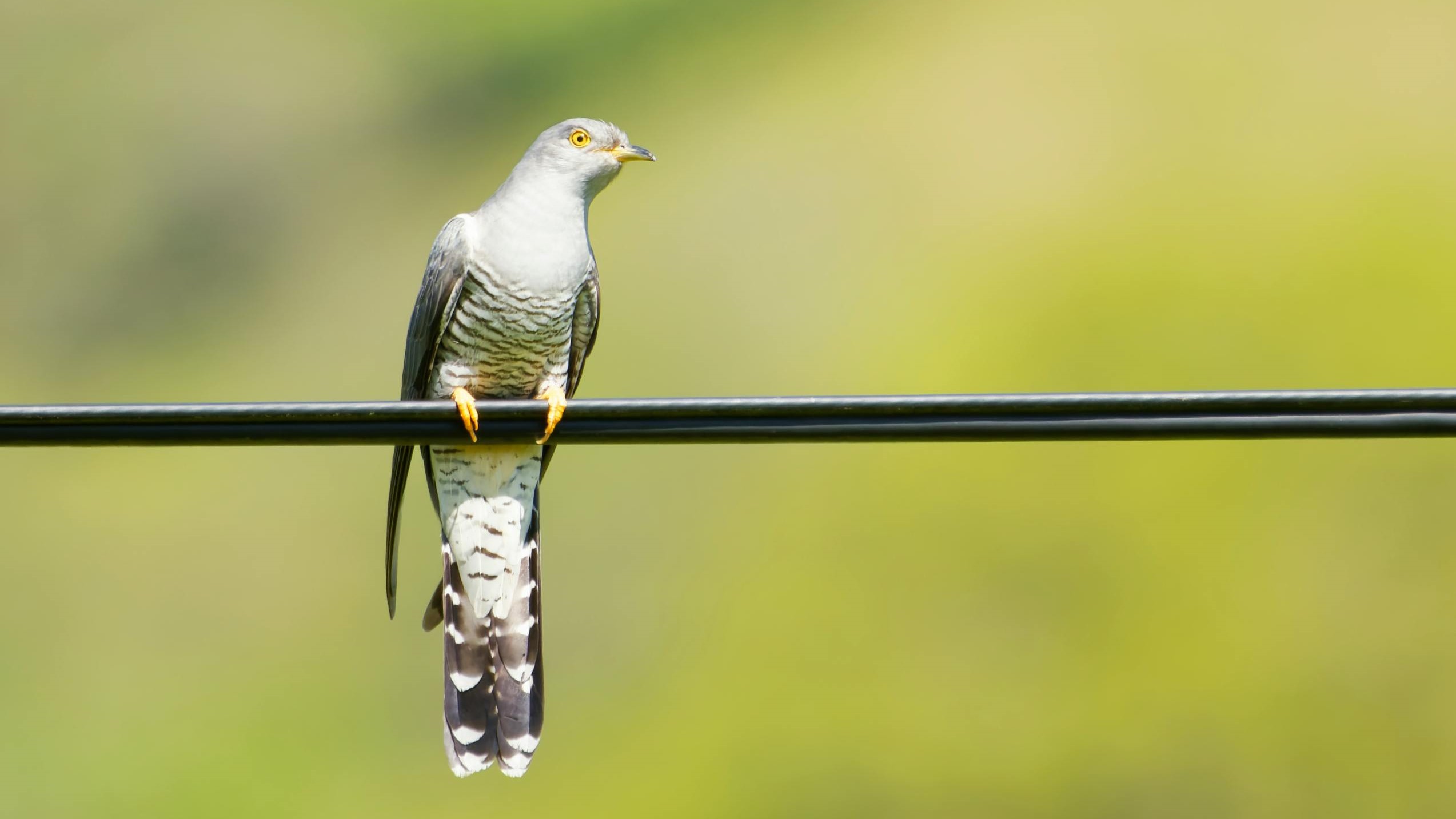 gök fågel Fågelspaning i Gredelby hagar