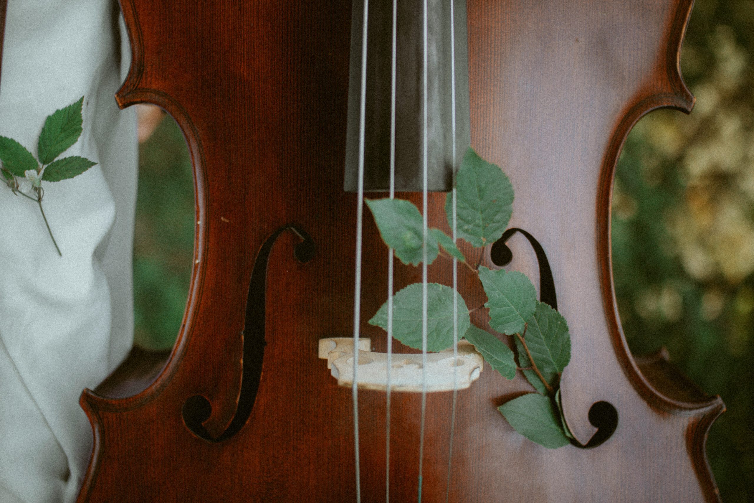 violin