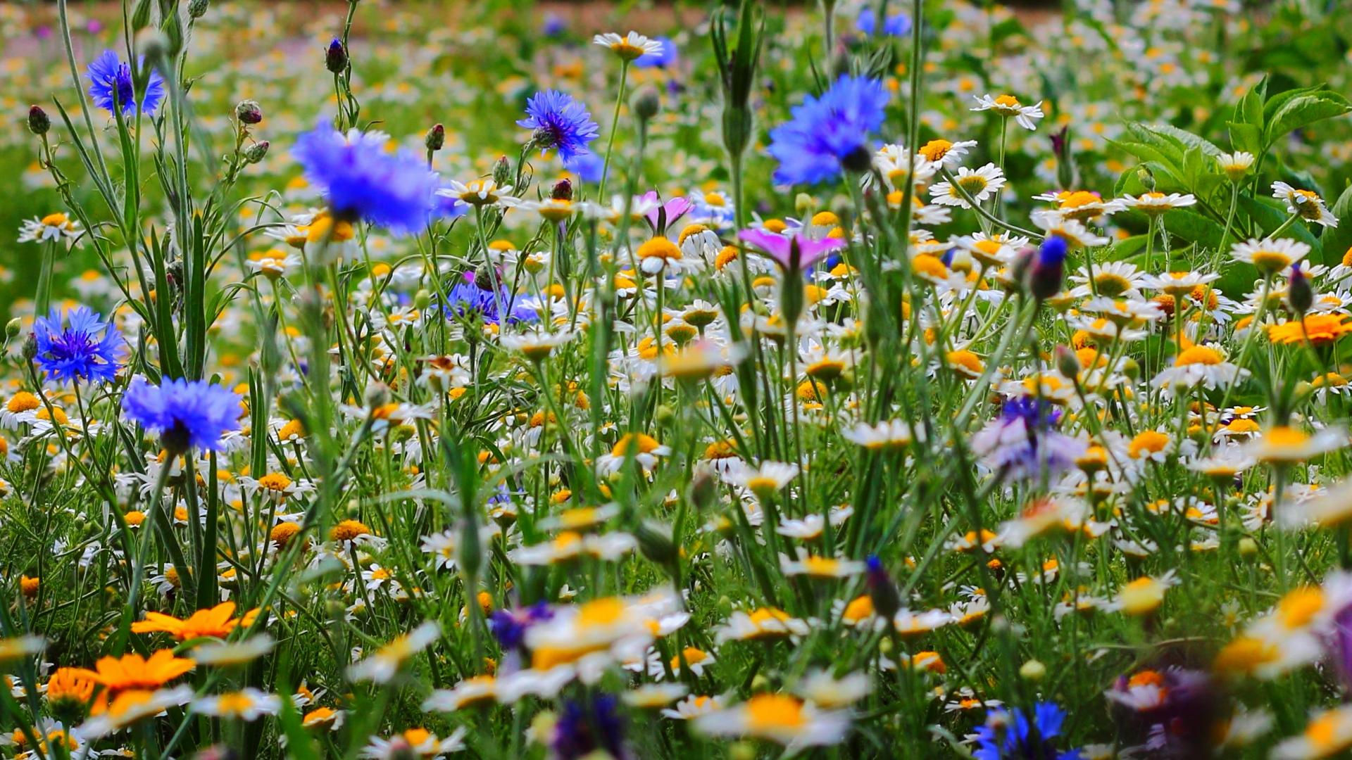 Blomsteräng Svantes blomstervandring