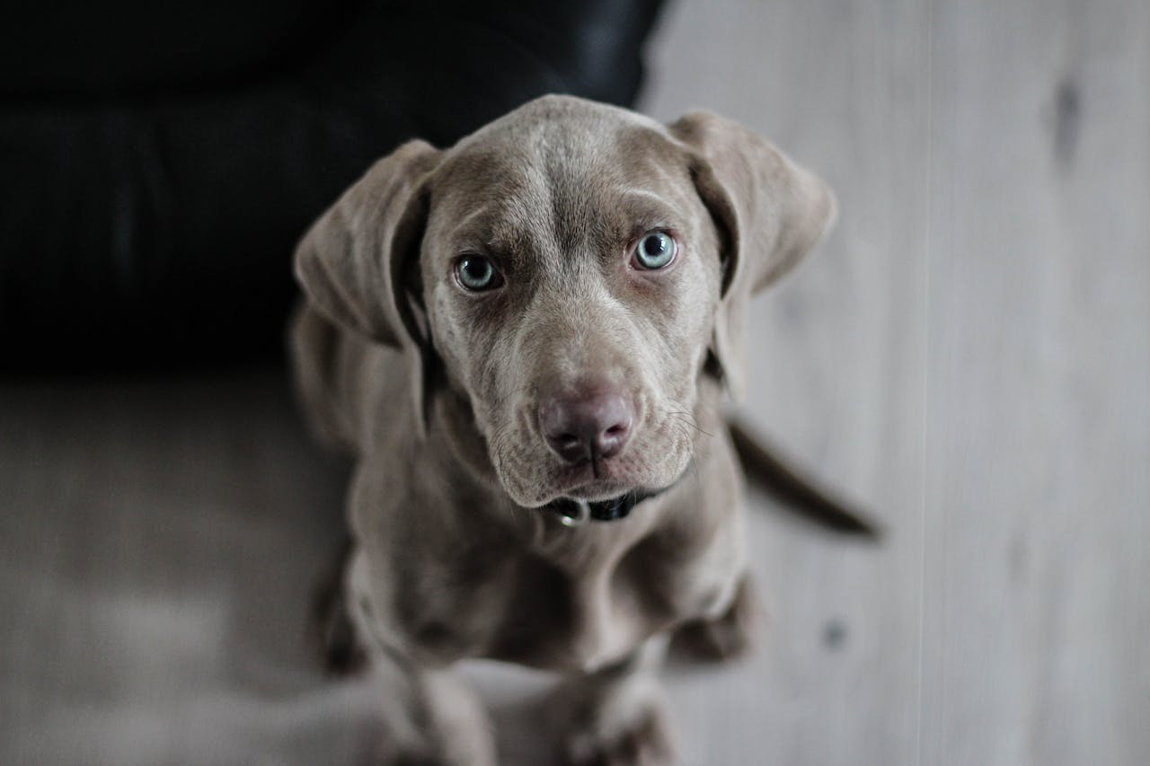 Beskrivning av bilden. ex Genrebild hund
