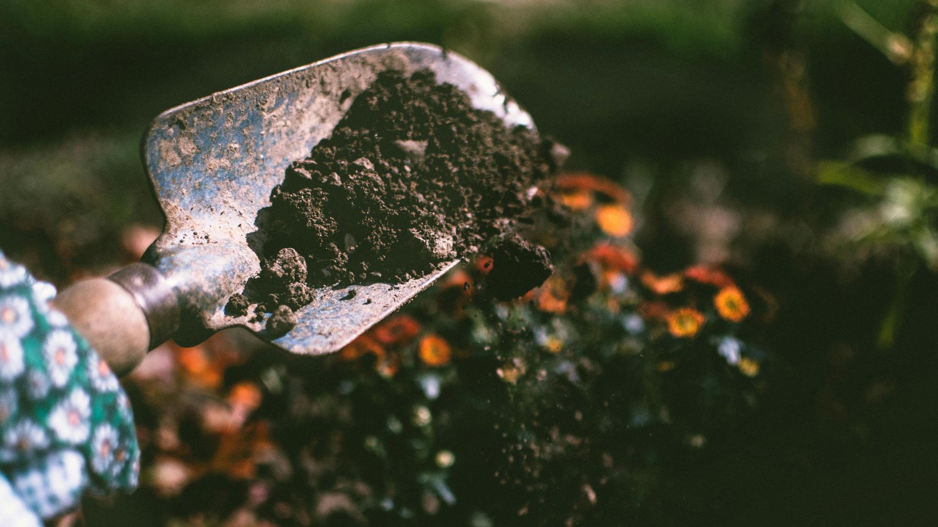 En trädgårdsspade med jord. Blommor i bakgrunden