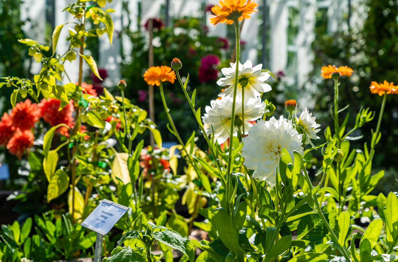 Olika blommor i Botaniska trädgården i Uppsala