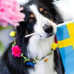 Hund som håller en svensk flagga i munnen