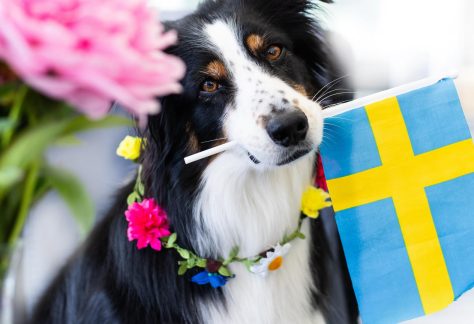 Hund som håller en svensk flagga i munnen