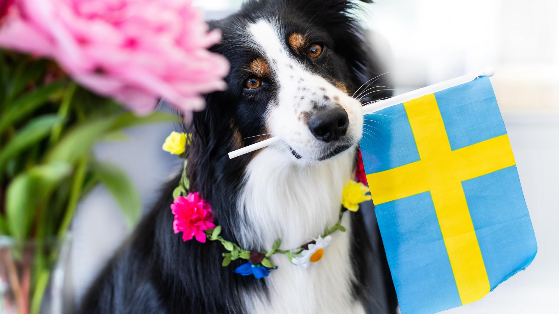 Hund som håller en svensk flagga i munnen