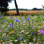 Midsommarblomster