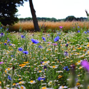 Midsommarblomster