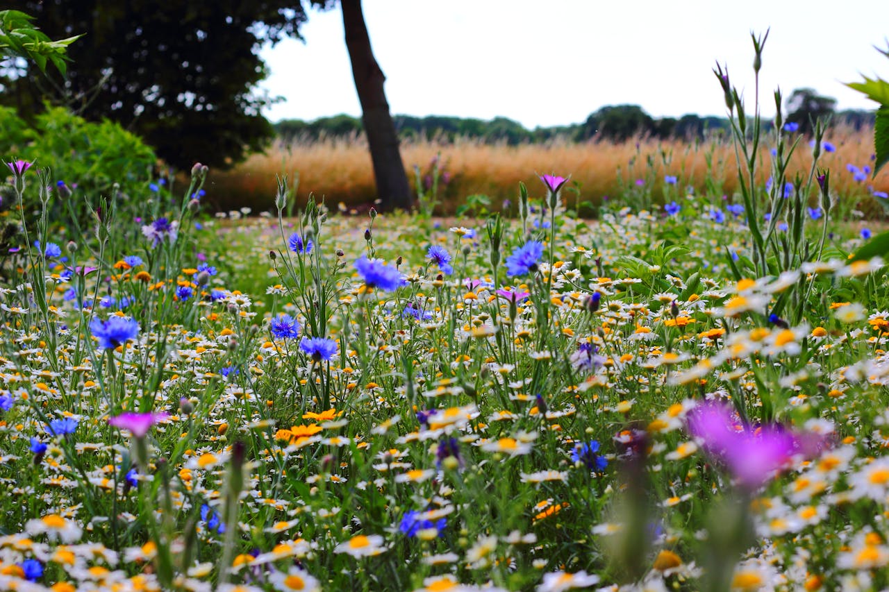 Midsommarblomster