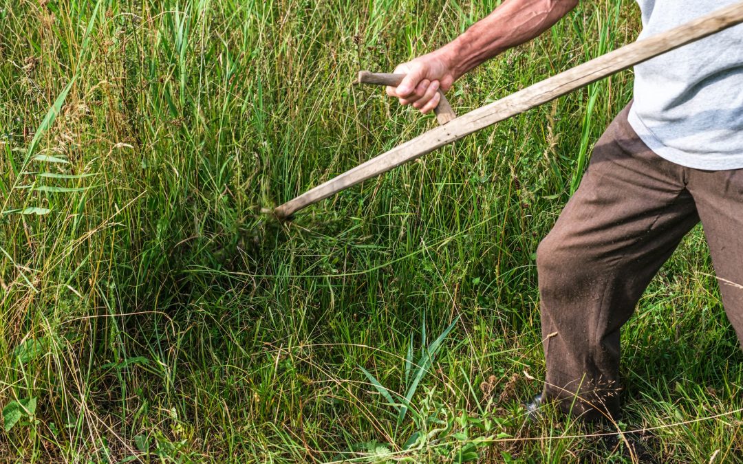 Ängsslåtter på Rölundaängen
