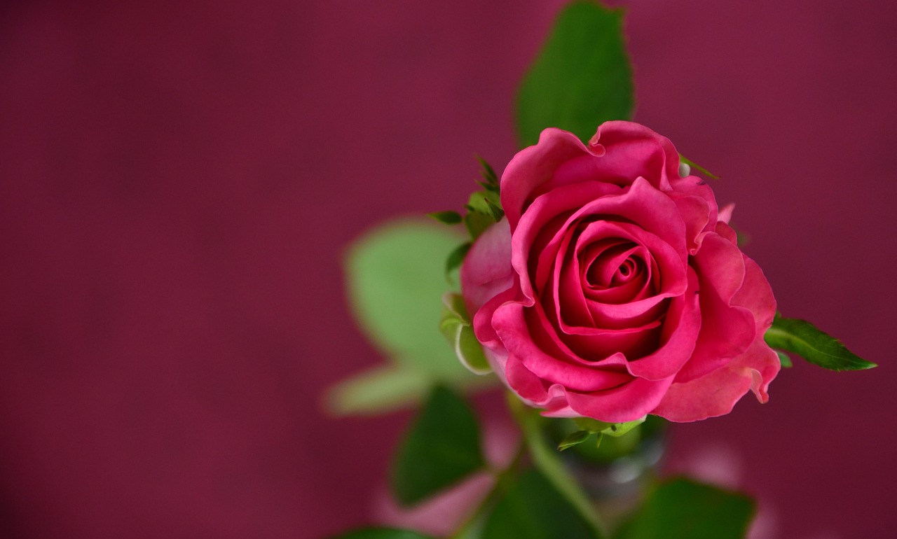 ros blomma lila