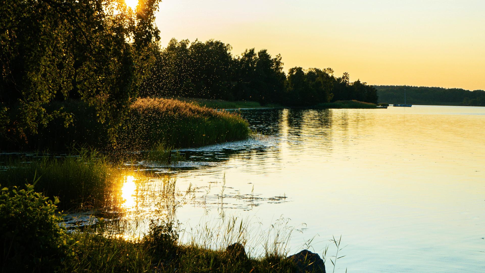 dekorativ bild sjö sommar skog natur