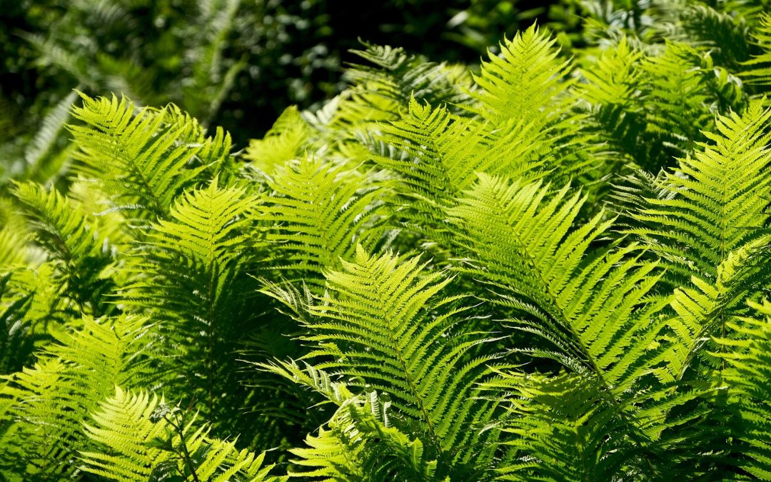 Räkning av beståndet ormbunken granbräken på Skohalvön