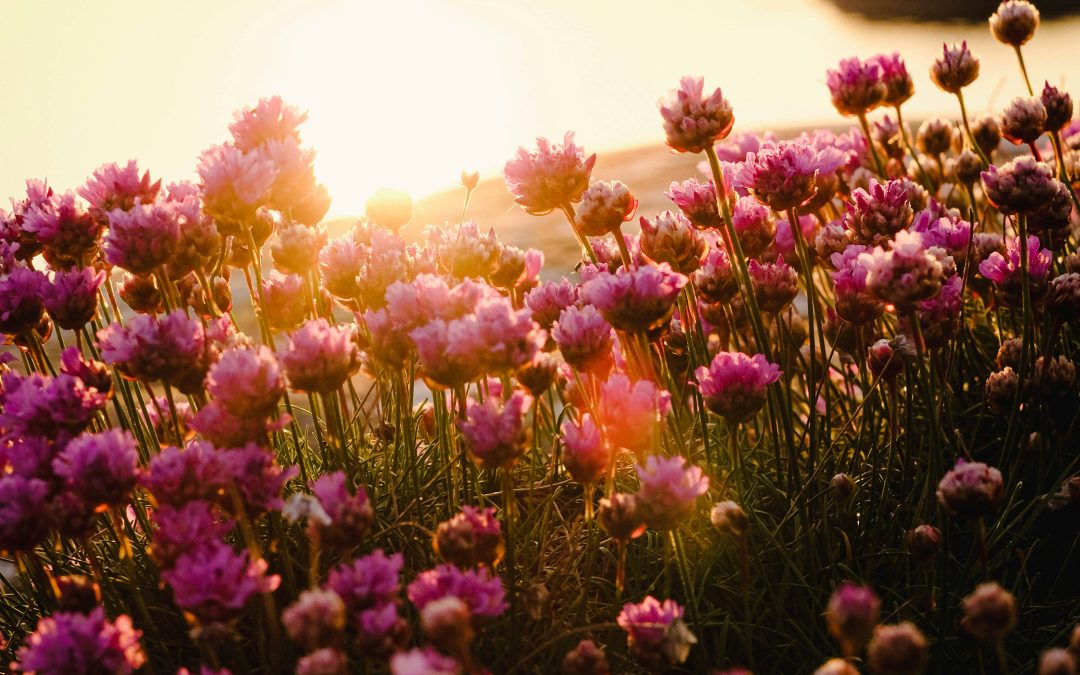 Badortsdagarna i Öregrund