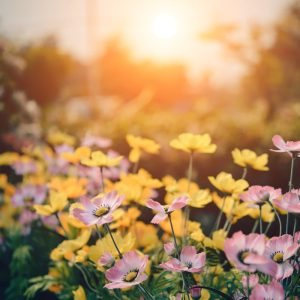 Små gula och rosa blommor mot solnedgång