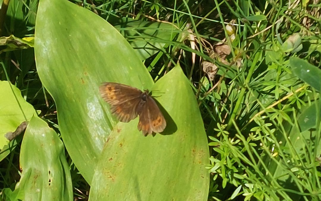 Fjärilsstigen i Hågadalen