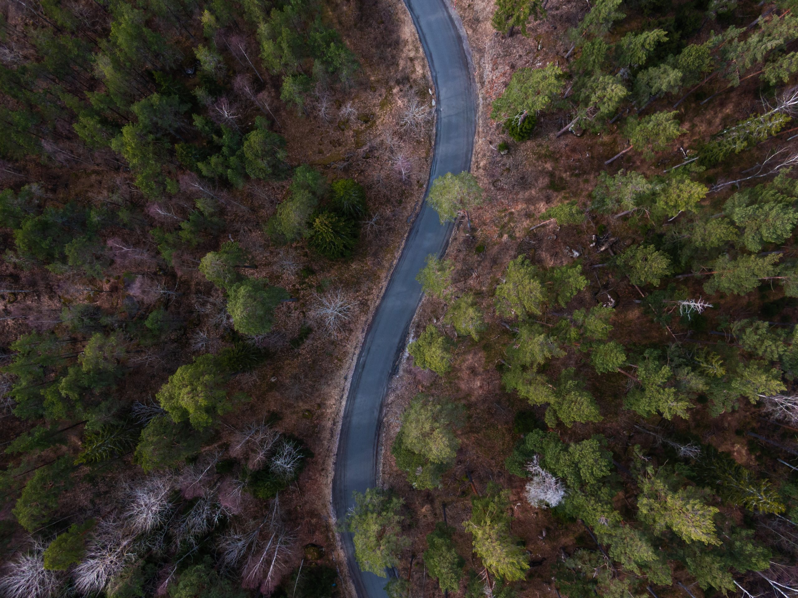 Drönarfoto över en slingrande väg mitt bland träd.Florarna firar 50 år som naturreservat