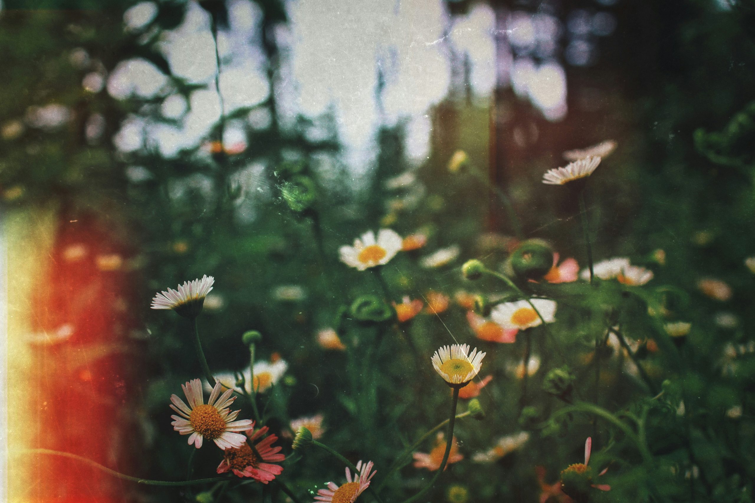 En äng med vita blommor
