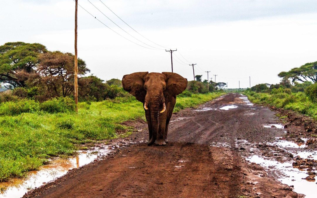 Kenya – naturen, samhället och Kenya som resmål