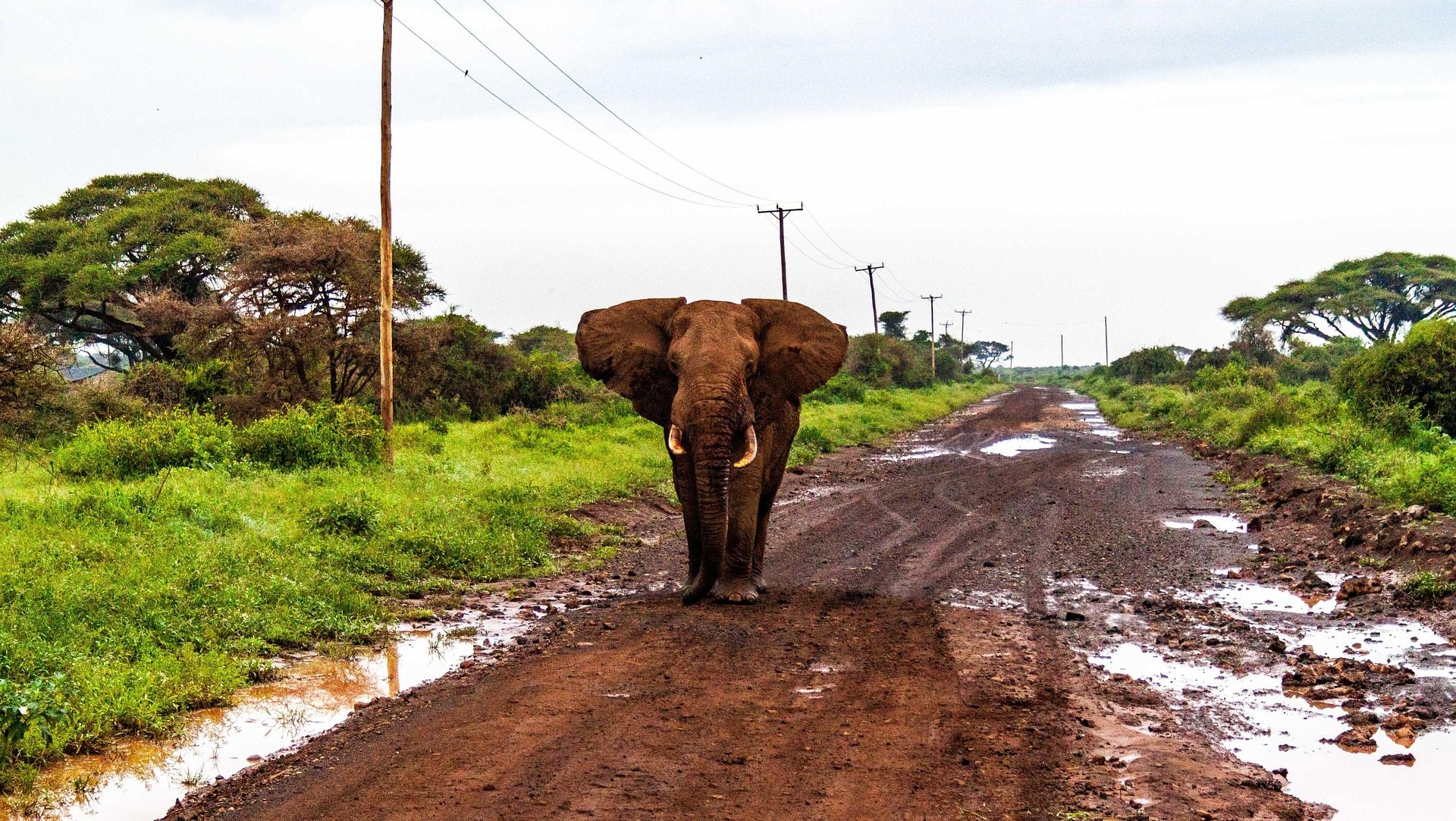 Elefant Afrika Safari
