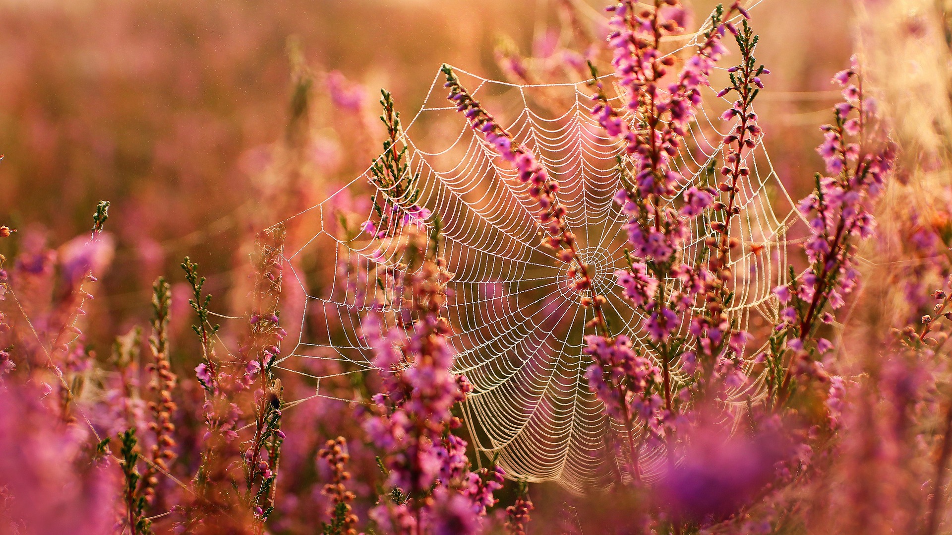 Spindelnät på ljung