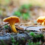 Kantarell Svamp Skog