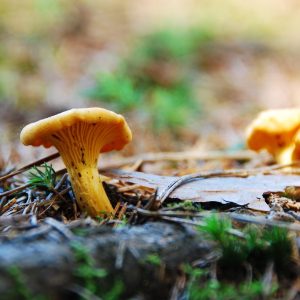 Kantarell Svamp Skog