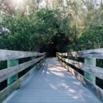 Bild på en brygga som man kan promenera på, omringad av träd.