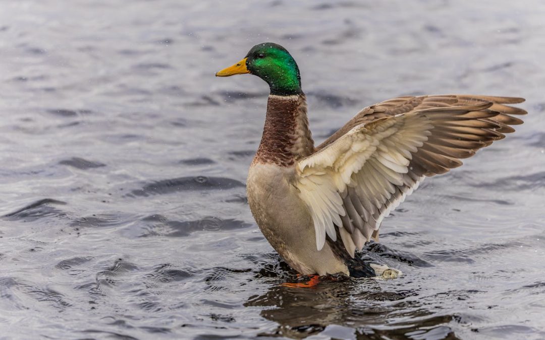 Vardagsvandring – Dalbyviken