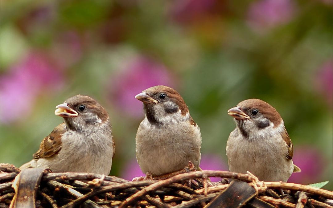 Från Taklamakan til Wuyi Shan: resor och nya fågelarter i Kina