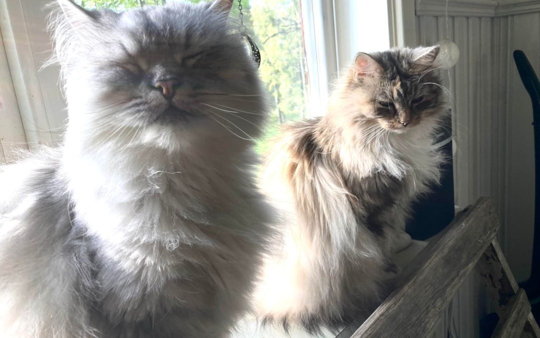 Månadscafé på Uppsala Katthem