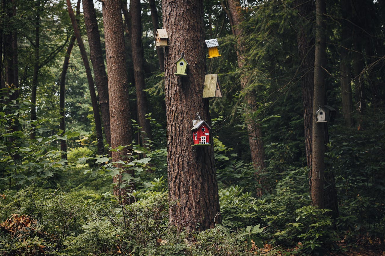 En bild på diverse fågelholkar i skogen. Utflykt till Naturreservatet Uvberget