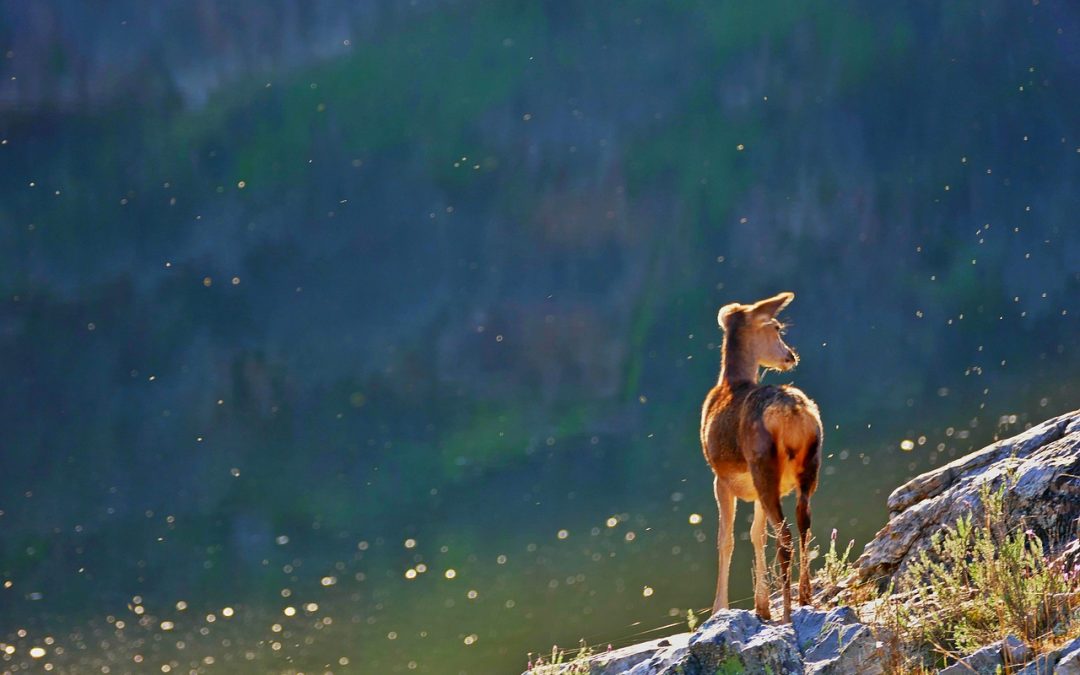 När världen möter Tornedalen