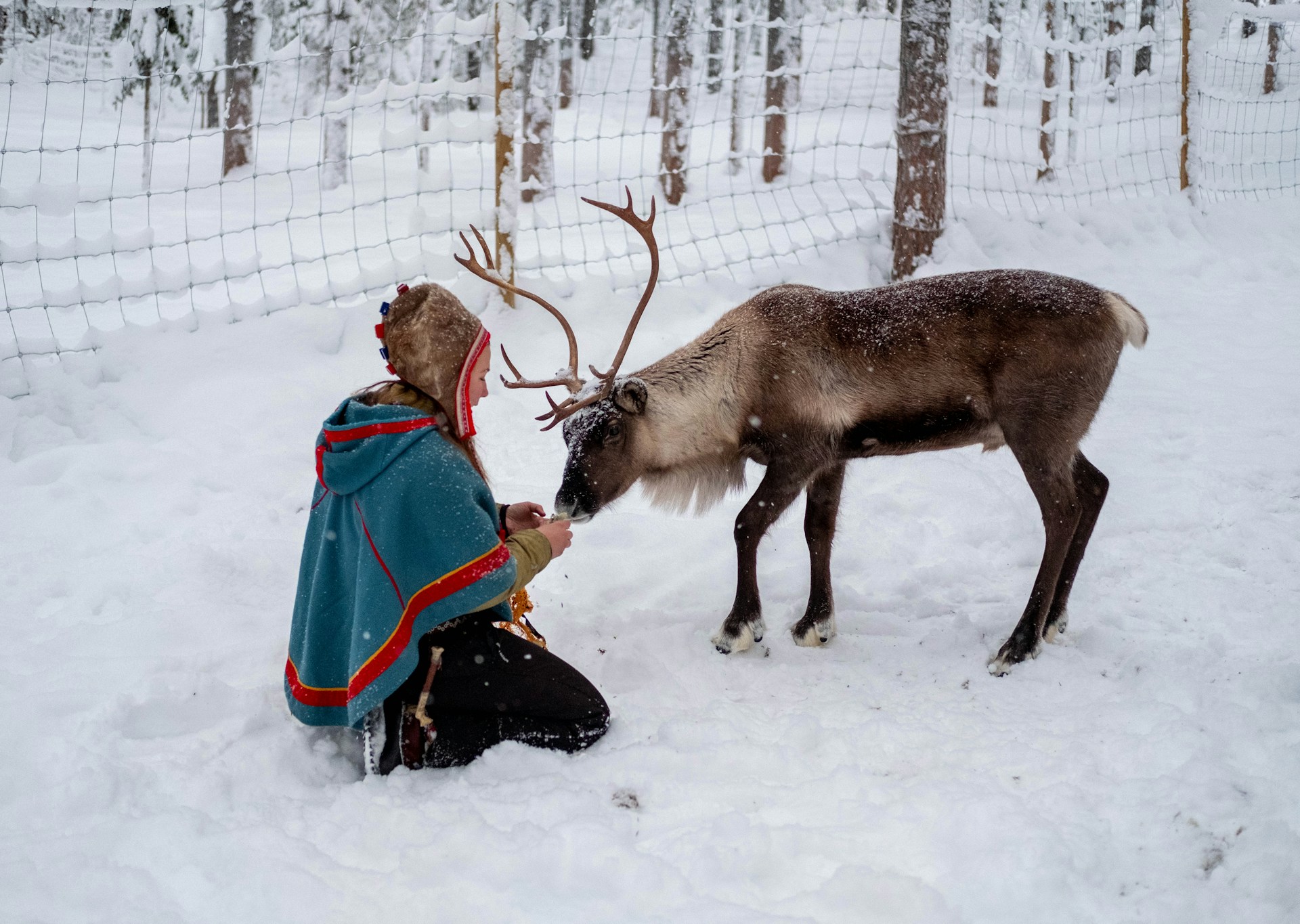 Samisk person matar ren i snö