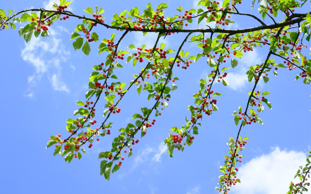 Körsbärsträdets hemlighet