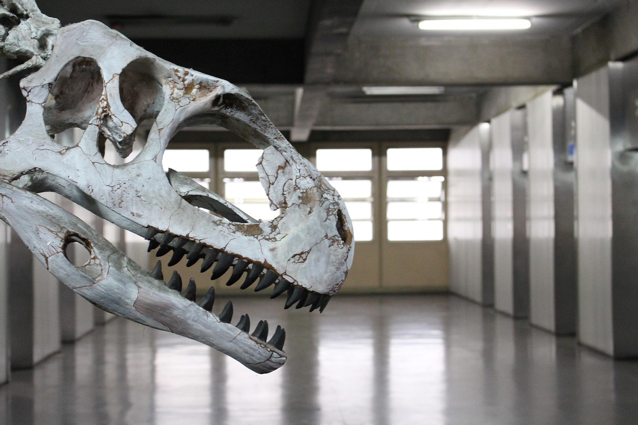 Bild av dinosaurieskelett.