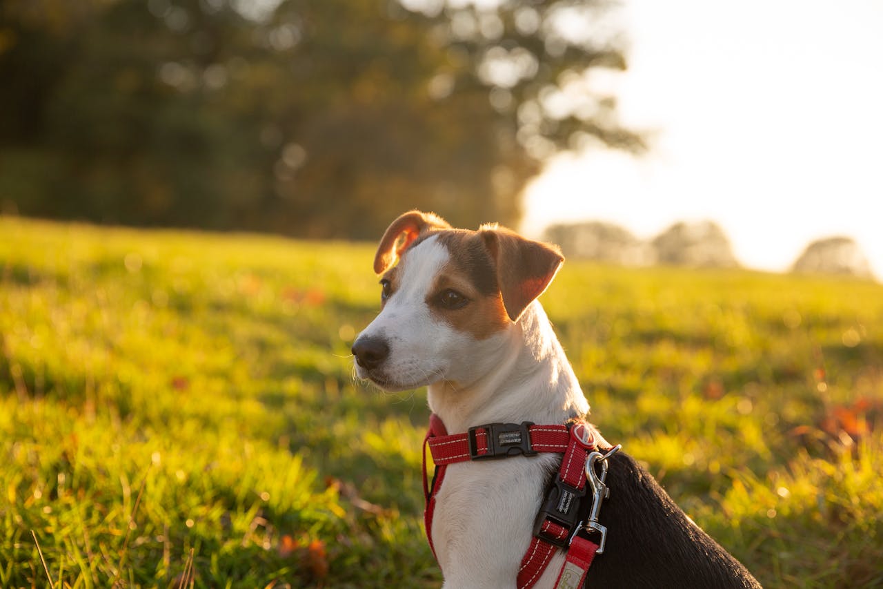 Föreläsning - Hund i vardagen