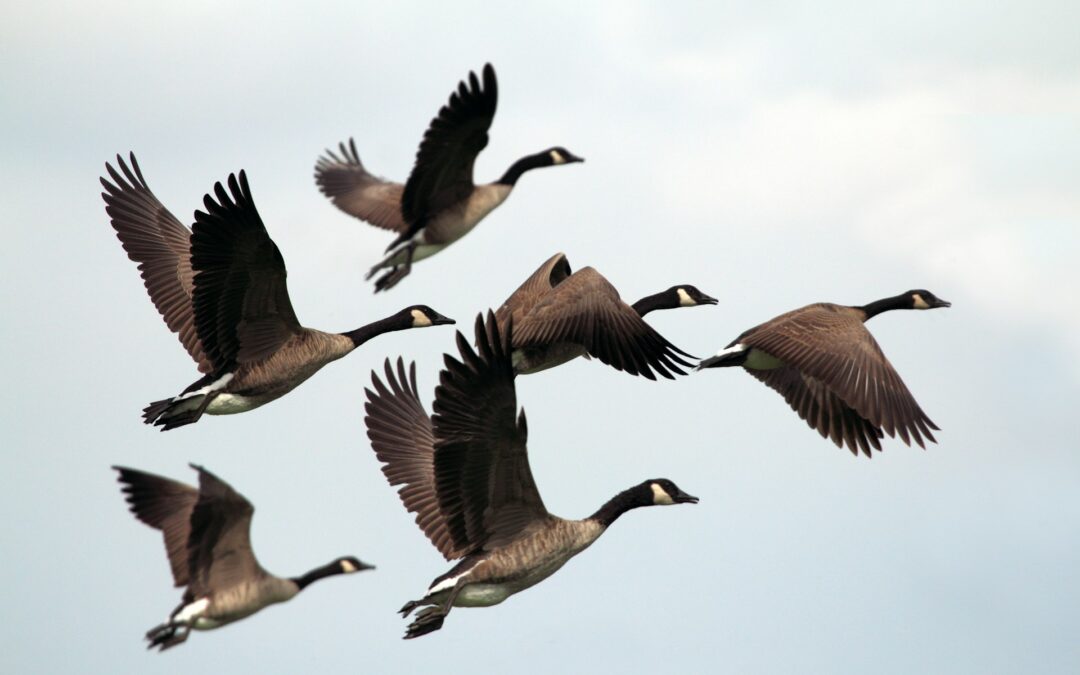 Föredrag med filmvisning