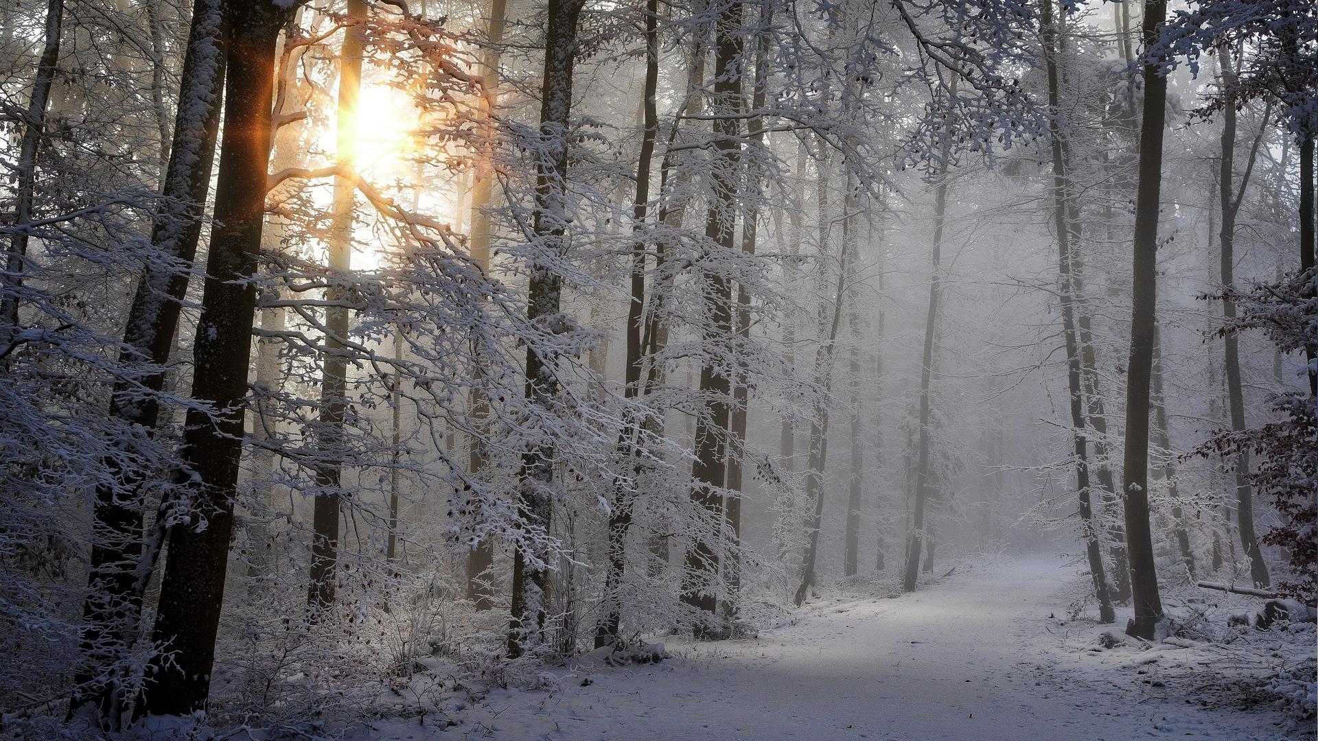 bild på en skog under vintern