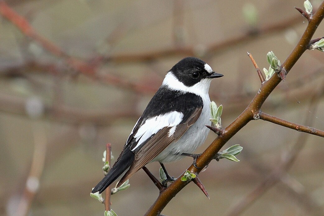 Halsbandsflugsnappare en slags fågel